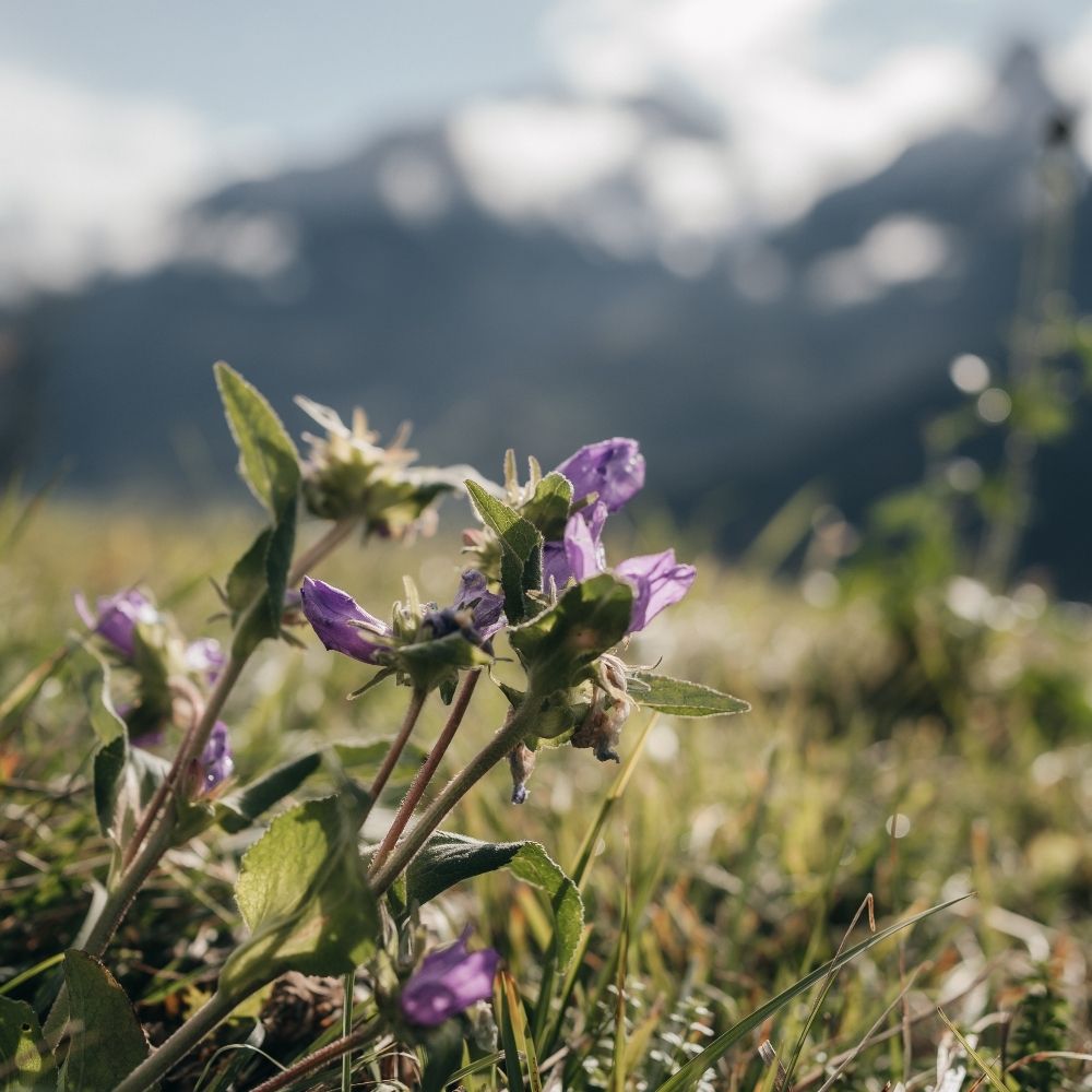 Bergpanorama im Montafon mit ruhiger Atmosphäre rund um ein Wellnesshotel in den Alpen